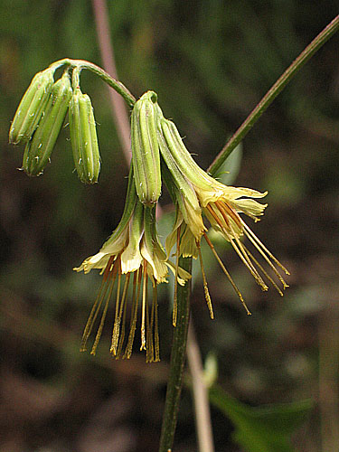 lfflower