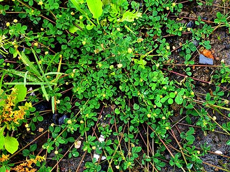 low spreading plant