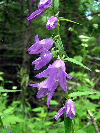 flowers on one side of the stem