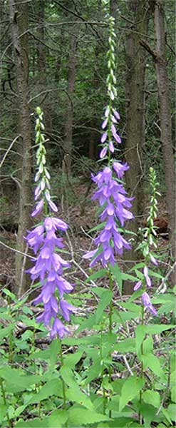 entire plant
