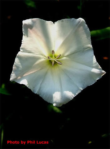 shows pointed petals