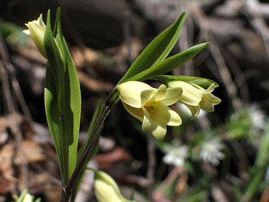 note clear yellow and leaves