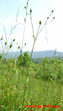 a long slender plant