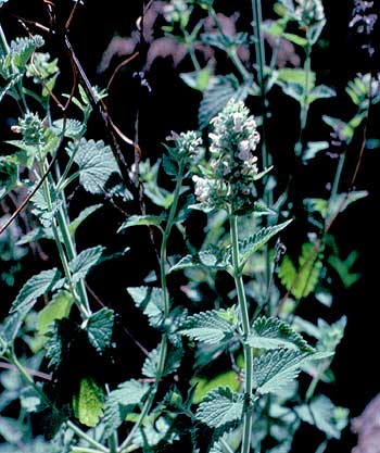 entire plant and leaves