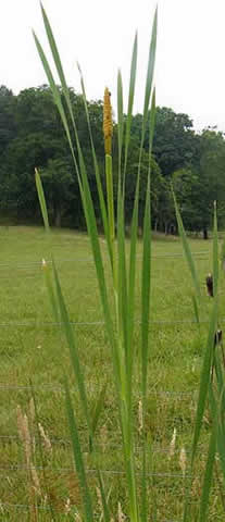 long slender leaves