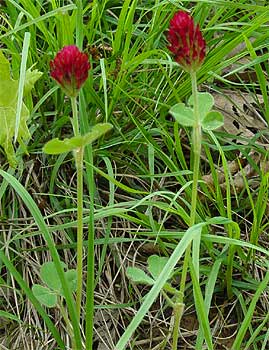 note color and leaf shape