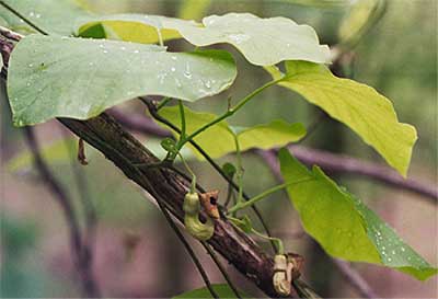 large leaves hide the flowers