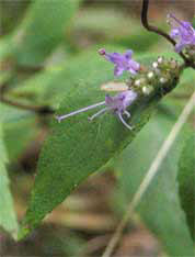 closeup of the flower