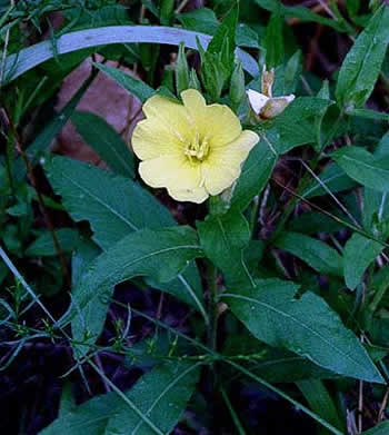 tshows leaves and crossed anthers