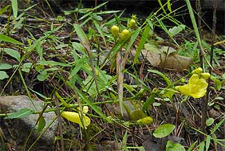 flowers and leaves