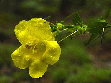 tube-shaped yellow flwoers