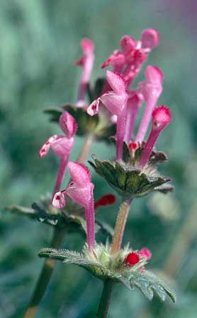 another view hairy flowers