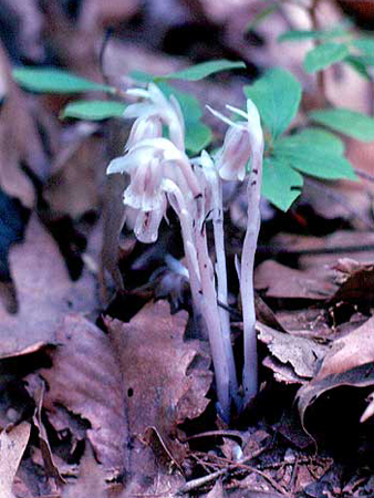pale, nodding plants