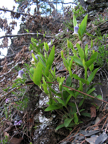 the entire plant