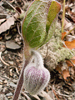 a hairy unopened flower