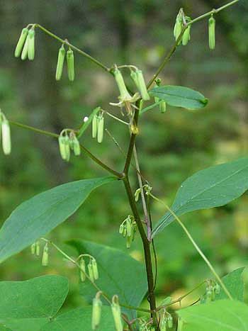 shows flowers