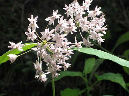 white flowers are typical