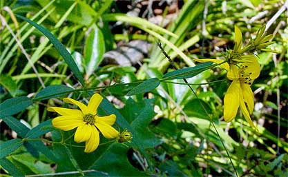 flowers and leaves