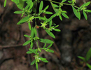 closer look at the plant