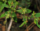 a flowering stem