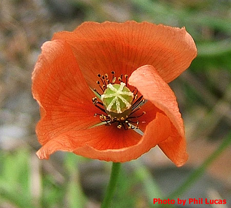 the flower up close
