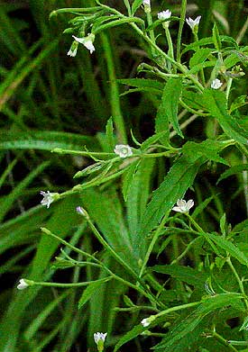 the entire plant