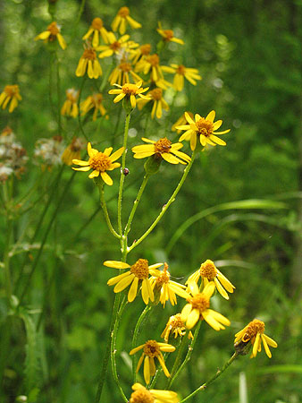 flowers up close