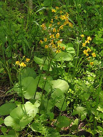 flowers and leaves
