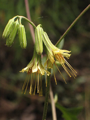 flowers close up