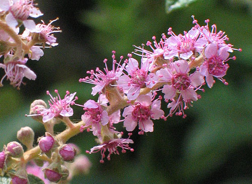 flowers up close