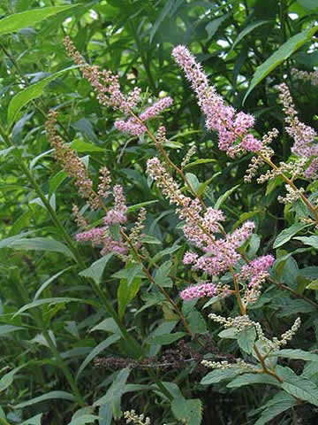 the raceme on the shrub