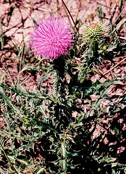 flower and leaves