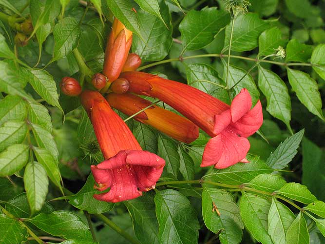 flowers up close