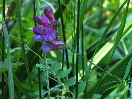 flowers, leaves on the vine
