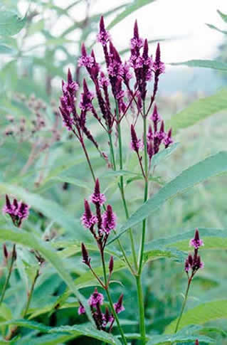 leaves and flower spikes