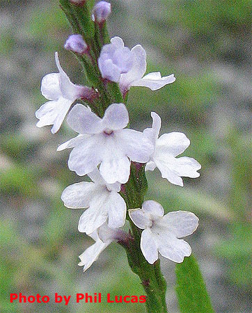flowers up close