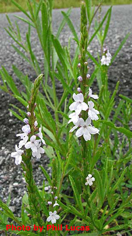 entire plant