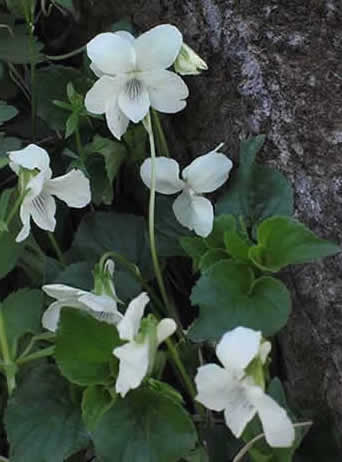 flowers and leaves
