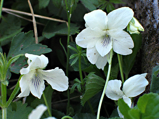 flowers up close