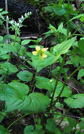 flower and leaf