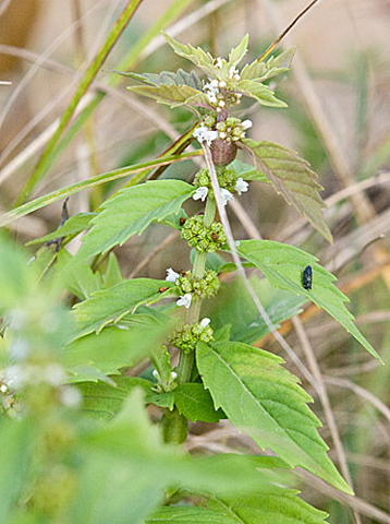 distinctive leaves and flowers in leaf axils