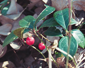 berries