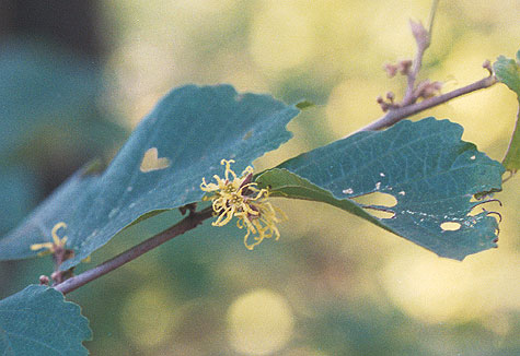 the autumn flowers