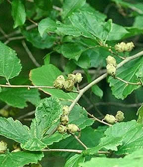 fruit