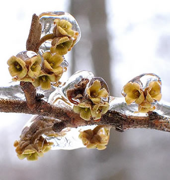 frozen sepals
