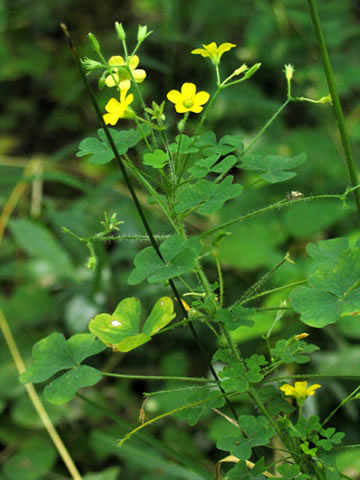 the entire plant