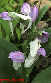 showy orchid