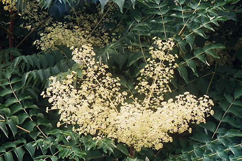 aralflo