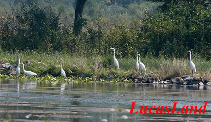 Great Egrets at Coursey Spring