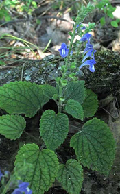 heart-leaf skullcap